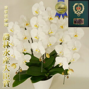 Ӓ j Mtg JXj 3{ 28ֈȏ(Q܂)@R`E yxVmz _ѐYb܁@ܐY  ԔA    v[g Qn̔ ̓ 