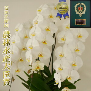 Ӓ j Mtg JXj 3{ 38ֈȏ(Q܂)@R`E yxVmz _ѐYb܁@ܐY  ԔA    v[g Qn̔ ̓ 