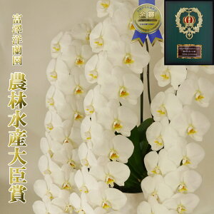 Ӓ j Mtg JXj 3{ 48ֈȏ(Q܂)@R`E yxVmz _ѐYb܁@ܐY  ԔA    v[g Qn̔ ̓ 