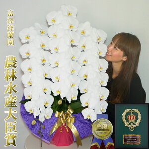 傫Ӓ j Mtg JXj 3{ 48ֈȏ(Q܂)@R`E yxVmz _ѐYb܁@ܐY  ԔA    v[g Qn̔ 