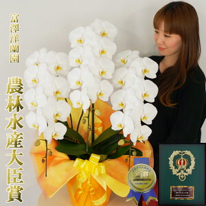 傫Ӓ j Mtg JXj 3{ 28ֈȏ(Q܂)@R`E yxVmz _ѐYb܁@ܐY  ԔA    v[g Qn̔ 