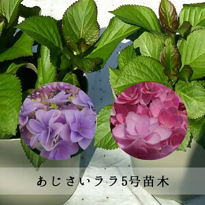 生花 アジサイ 鉢植えの人気商品 通販 価格比較 価格 Com