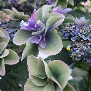 生花 アジサイ 秋色の人気商品 通販 価格比較 価格 Com 生花 アジサイ 秋色の人気商品 通販 価格比較 価格 Com