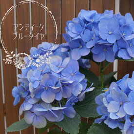 楽天市場 紫陽花 鉢植え 母の日の通販 楽天市場 紫陽花 鉢植え 母の日の通販