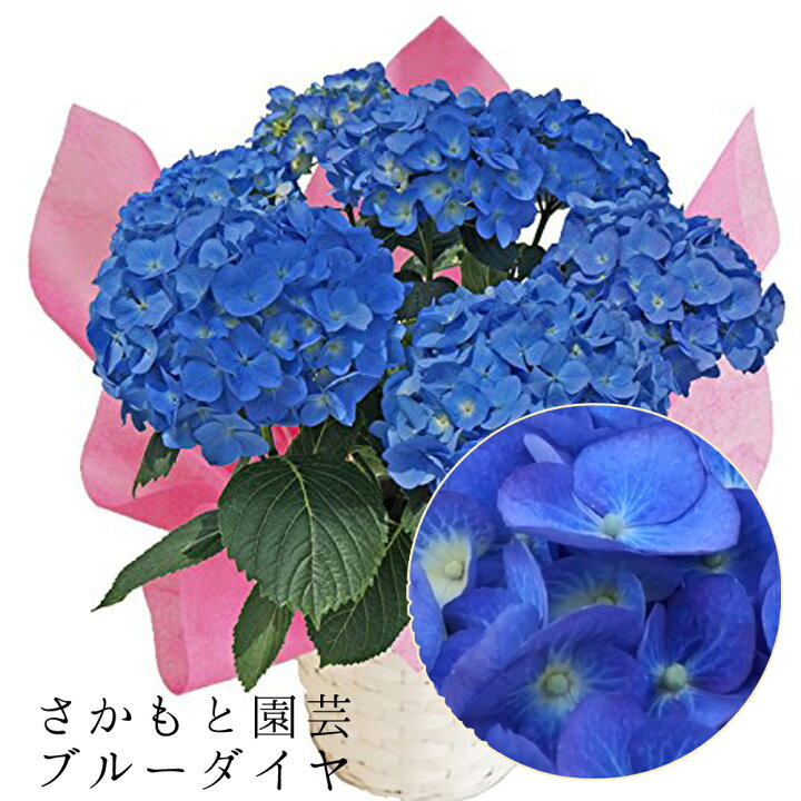 楽天市場 23 あじさい鉢植え ブルーダイヤモンド さかもと園芸 達人のあじさい 動画で見れる 母の日 送料無料 紫陽花 アジサイ 花鉢植え 鉢花 ギフト プレゼント 群馬の鉢花 群馬の鉢花ギフト カオプストア