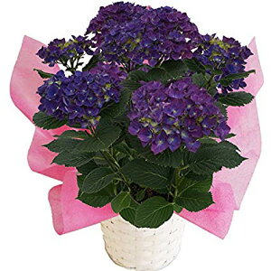 生花 アジサイ 母の日の人気商品 通販 価格比較 価格 Com