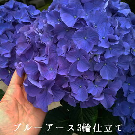 楽天市場 アジサイ ブルーアースの通販