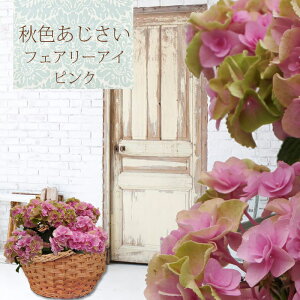 生花 アジサイ フェアリーアイの人気商品 通販 価格比較 価格 Com 生花 アジサイ フェアリーアイの人気商品 通販 価格比較 価格 Com