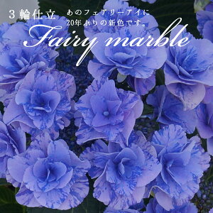 生花 鉢植え あじさいの人気商品 通販 価格比較 価格 Com 生花 鉢植え あじさいの人気商品 通販 価格比較 価格 Com