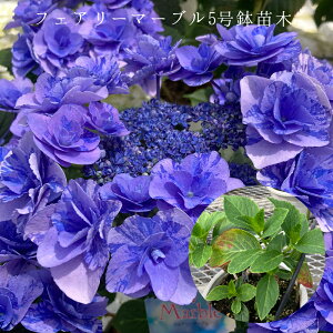 @tFA[}[u@󏭂c@2N@ytFA[}[uc؁z@5@@AWTC@zԁ@ԔA@ԁ@@Ɖ|@i^OtK