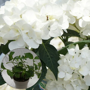 @zCg_C@󏭂c@2N@yzCg_Cc؁z@5@@AWTC@zԁ@ԔA@ԁ@@^OtKi