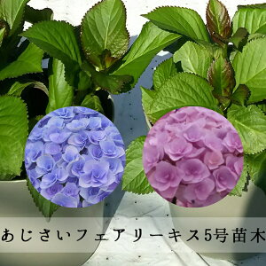 鉢 アジサイ 生花の人気商品 通販 価格比較 価格 Com 鉢 アジサイ 生花の人気商品 通販 価格比較 価格 Com
