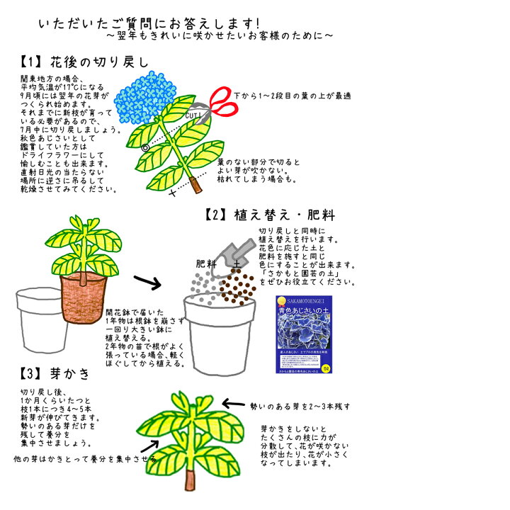 楽天市場 在庫入りました 植え替え応援 青培養土 青色あじさいの土 あじさい育種のオーソリティー さかもと園芸の 達人のあじさい 青色あじさいの土 ５リットル 培養土 群馬の鉢花ギフト カオプストア