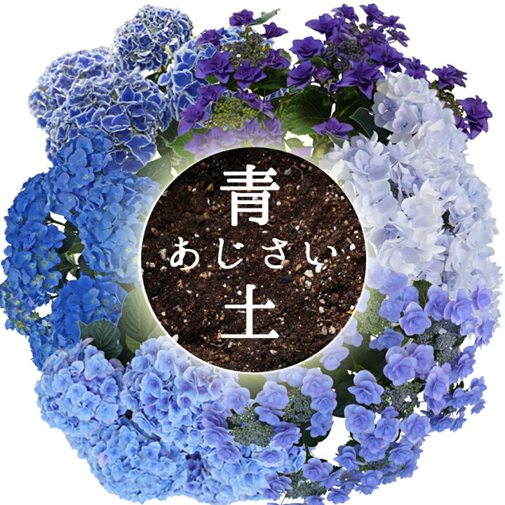 楽天市場 在庫入りました 植え替え応援 青培養土 青色あじさいの土 あじさい育種のオーソリティー さかもと園芸の 達人のあじさい 青色あじさいの土 5リットル 培養土 群馬の鉢花ギフト カオプストア 楽天市場 在庫入りました 植え替え応援 青培養土 青色あじさいの土 あじさい育種のオーソリティー さかもと園芸の 達人のあじさい 青色あじさいの土 5リットル 培養土 群馬の鉢花ギフト カオプストア