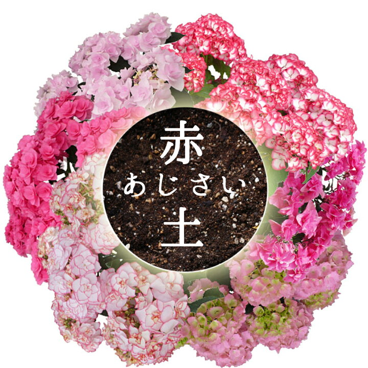 楽天市場 在庫入りました 植え替え応援 赤培養土 赤色あじさいの土 あじさい育種のオーソリティー さかもと園芸の 達人のあじさい 赤色あじさいの土 ５リットル 培養土 群馬の鉢花ギフト カオプストア