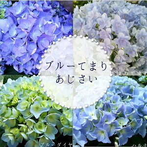 あじさい てまりてまりの通販 価格比較 価格 Com あじさい てまりてまりの通販 価格比較 価格 Com