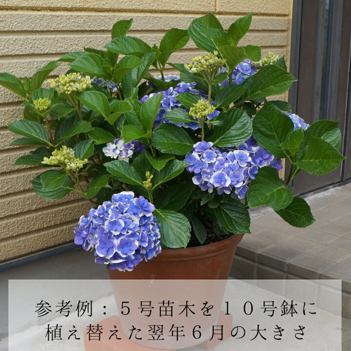 5号鉢 あじさい アジサイ 紫陽花 花 花鉢植え