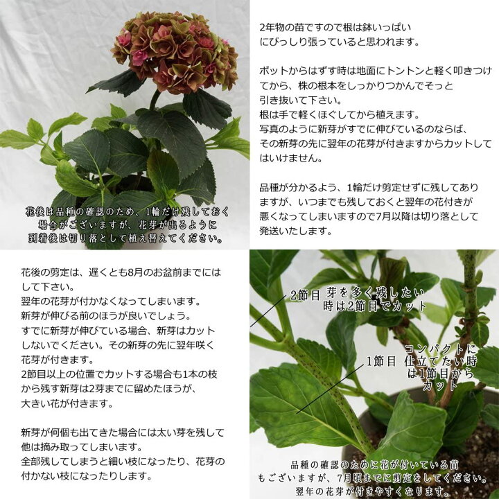 楽天市場】あじさい ペルル 希少あじさい苗 2年目【ペルル苗木】 5号鉢 