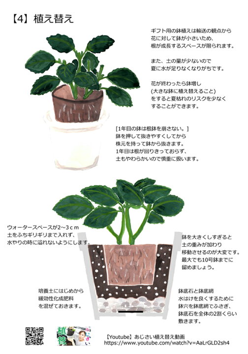 アジサイ 品種不明 5号鉢 あじさい 紫陽花 鉢植えアジサイ 21年激安 あじさい