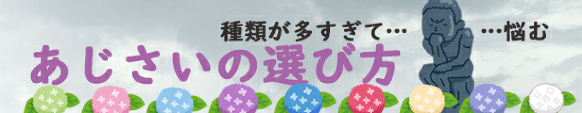 あじさいの選び方