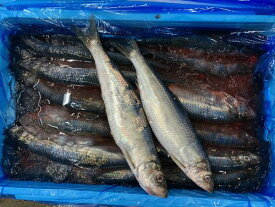 北海道函館近海産鰊（にしん）（オス）2kg前後（6尾前後）〔B〕北港直販☆ニシン・魚〔代引き不可〕