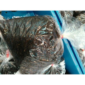 kCYӂ̂1kgOkBlk`́̂Emksl