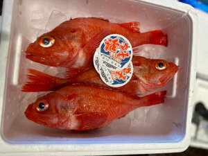 北海道産活〆きんき(キンキ)2尾(1kg前後)〔B〕北港直販☆キンキ・キチジ☆めんめ〔着日指定に対応できない場合有〕〔代引き不可〕