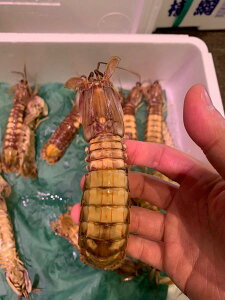 kCYⓀ{CXVR10iڈ135gOjkKjk`́EႱksl