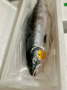 北海道産時鮭セミドレス2.3kg前後〔K〕北港直販☆しゃけ・シャケ☆