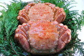 〔かに味噌が病みつきに〕北海道産冷凍ボイル毛ガニ2尾（570g前後）〔K〕北港直販☆毛蟹・毛がに☆