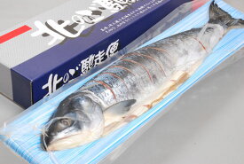 塩紅鮭（姿造り）2kg〔E〕北港直販☆しゃけ・シャケ