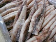 〔業務用大量・お買い得〕〔送料無料〕国産つぼぬきいか7.5kg前後（60〜80尾）〔K〕北港直販☆イカ・いか☆