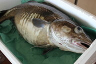 北海道産生真鱈（タラ）（メス）1尾（5kg前後）〔B〕北港直販〔同梱不可〕〔着日指定不可〕たら〔代引き…