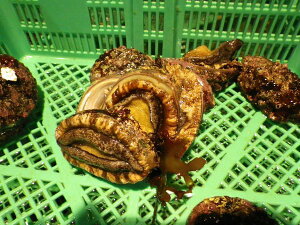 〔送料無料〕〔特大サイズ〕北海道産天然生蝦夷あわび1kg(1個120g前後)北港直販〔B〕アワビ・鮑〔代引き不可〕