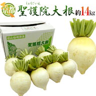 京都府 ”聖護院大根” 6〜10玉前後 約14kg【予約 11月下旬以降】 送料無料