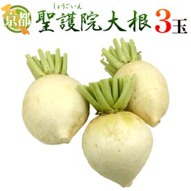 ”京都府 聖護院大根” 3玉（1玉重量約1〜2kg前後）【予約 11月下旬以降】 送料無料