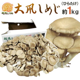 新潟県 白根 ”大凧しめじ（ヒラタケ）” 約1kg ひらたけ【予約 12月以降】