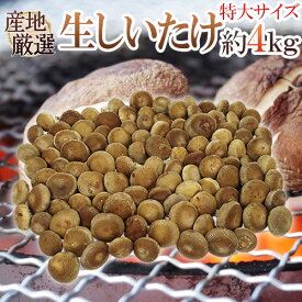 ”特大 ジャンボ生しいたけ” 約4kg 産地厳選【予約 入荷次第発送】 送料無料