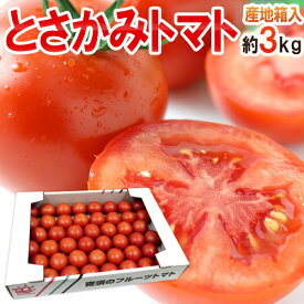 高知県夜須産 高糖度 夜須のフルーツトマト ”とさかみトマト” 秀品 約3kg 化粧箱【予約 入荷次第発送】 送料無料