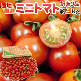 産地厳選 ”ミニトマト” 訳あり 約3kg 大きさおまかせ プチトマト 茨城産/熊本産/北海道産など【予約 入荷次第発送】 送料無料