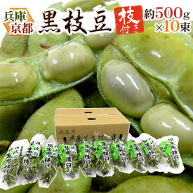 兵庫丹波 京都丹波 ”枝付き早生黒枝豆” 約500g×10pc 黒豆【予約 7月中旬以降】 送料無料