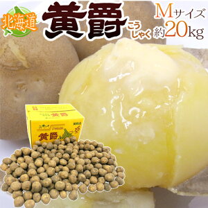 kC kY Ⴊ h݁h Gi MTCY 20kg j݈y\ 8ȍ~z 