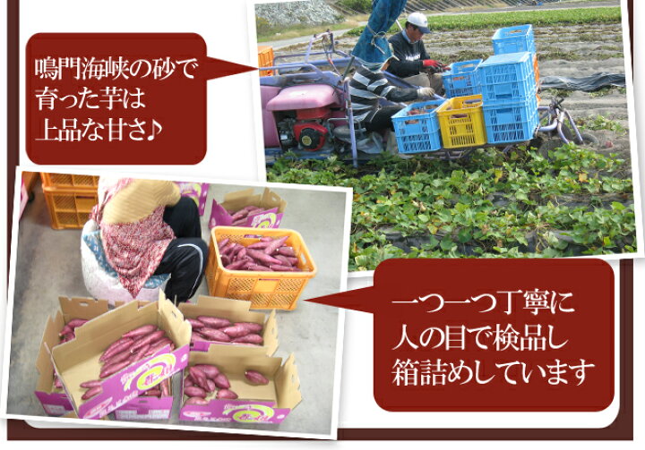楽天市場】徳島県産 ”鳴門金時 甘姫” 秀品 M〜Lサイズ 約5kg さつまいも【予約 入荷次第発送】 : くらし快援隊〜お中元お歳暮ギフト 楽天市場】徳島県産 ”鳴門金時 甘姫” 秀品 M〜Lサイズ 約5kg さつまいも【予約 入荷次第発送】 : くらし快援隊〜お中元お歳暮ギフト