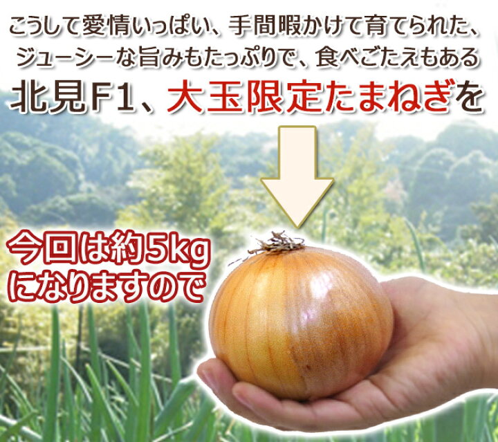 楽天市場】北海道 北見F1 ”たまねぎ” 秀品 約5kg 大玉L〜LLサイズ 玉葱【予約 8月末以降】 送料無料 : くらし快援隊〜お中元お歳暮ギフト 楽天市場】北海道 北見F1 ”たまねぎ” 秀品 約5kg 大玉L〜LLサイズ 玉葱【予約 8月末以降】 送料無料 : くらし快援隊〜お中元お歳暮ギフト