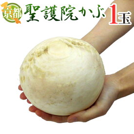 ”京都府 聖護院かぶら” 1玉 約1〜2kg前後【予約 11月下旬以降】