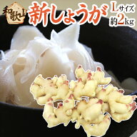 ”和歌山県産 新しょうが” 秀品 Lサイズ 約2kg【予約 6月下旬以降】 送料無料