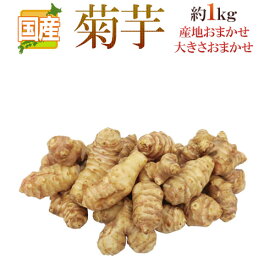 ”菊芋” 約1kg 大きさおまかせ 産地厳選 キクイモ【予約 11月以降】 送料無料