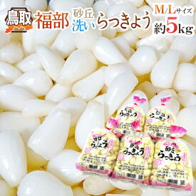 洗いらっきょう 鳥取 JAいなば 福部産 ”砂丘らっきょう” M/Lサイズ 約5kg【予約 6月中旬以降】 送料無料