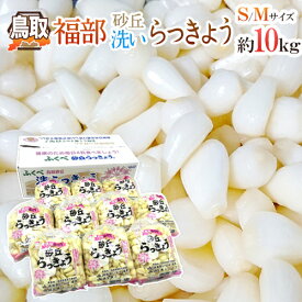 洗いらっきょう 鳥取 JAいなば 福部産 ”砂丘らっきょう” S/Mサイズ 約10kg【予約 6月中旬以降】 送料無料