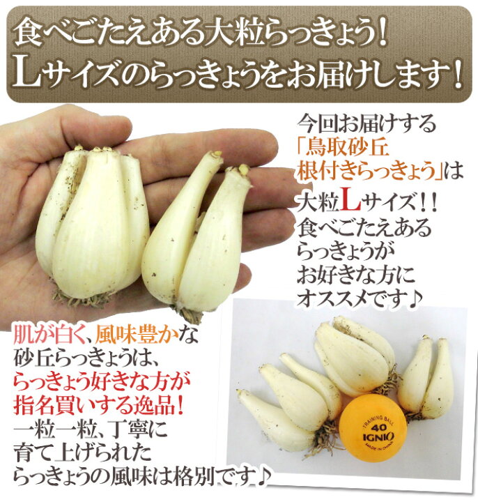 楽天市場】土らっきょう 鳥取産 ”砂丘らっきょう” 秀品 Lサイズ 約5kg【予約 5月末以降】 送料無料 : くらし快援隊〜お中元お歳暮ギフト 楽天市場】土らっきょう 鳥取産 ”砂丘らっきょう” 秀品 Lサイズ 約5kg【予約 5月末以降】 送料無料 : くらし快援隊〜お中元お歳暮ギフト